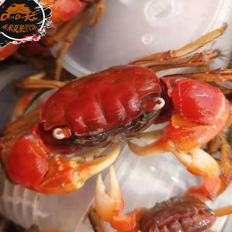 螃蟹观赏蟹淡水螃蟹活体宠物蟹爬宠相手蟹一只特大变异将军10cm左右