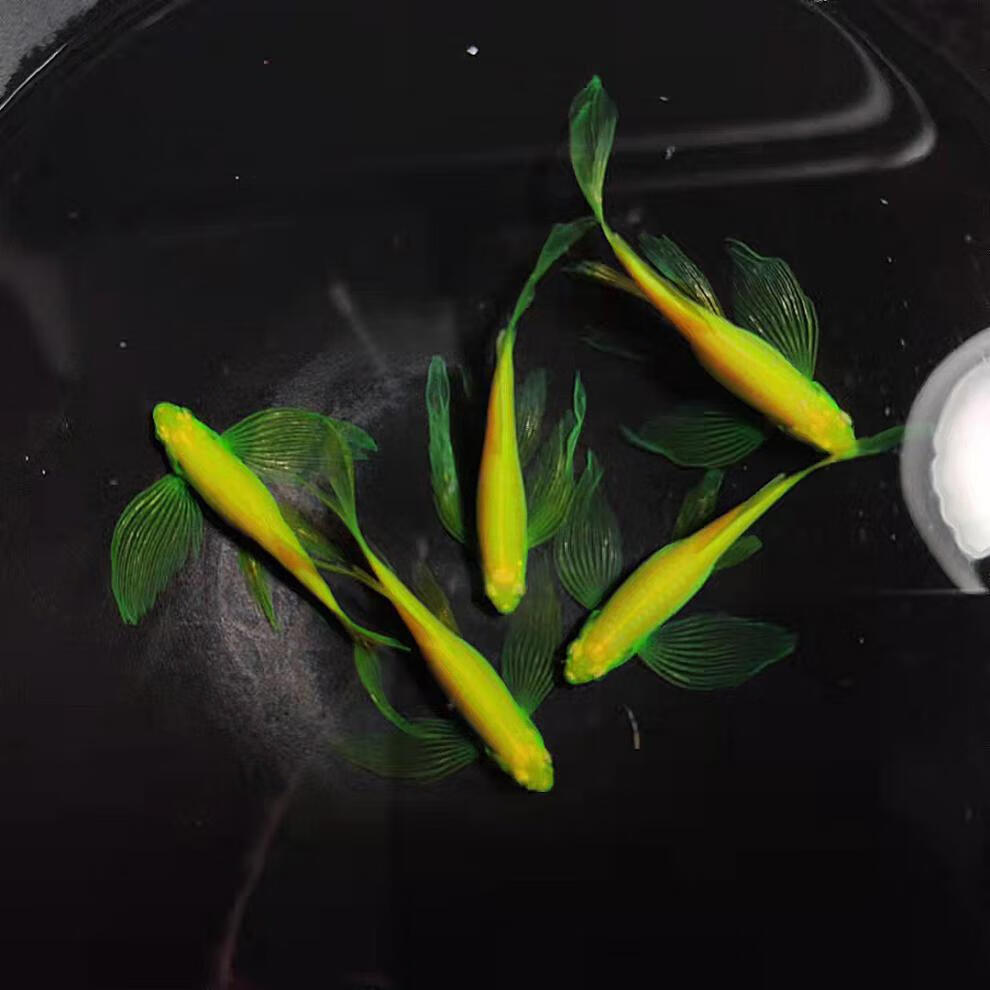 ajaj蝶翼长尾斑马鱼热带长鳍翡翠斑马观赏鱼高帆繁殖金鱼活鱼淡水好养
