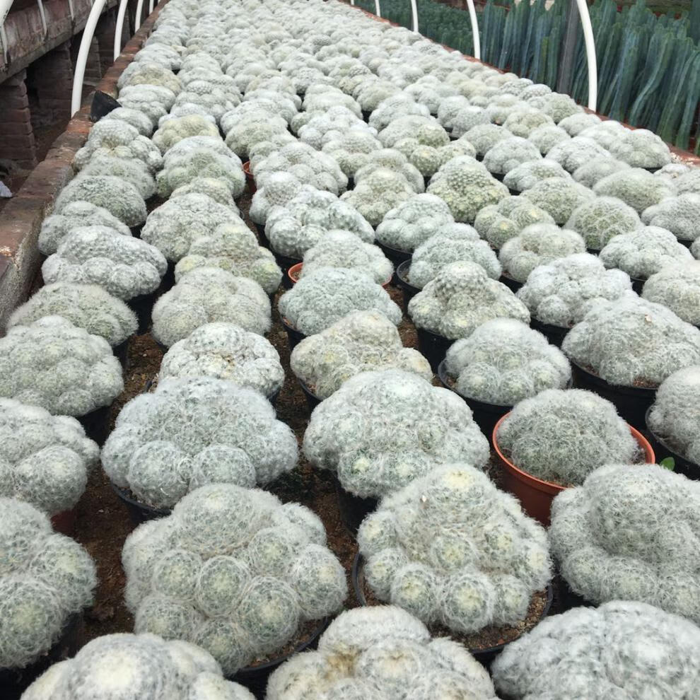 稀有仙人掌老乐柱白星仙人球芳香丸缀化白毛不扎手多肉 老乐柱三头10