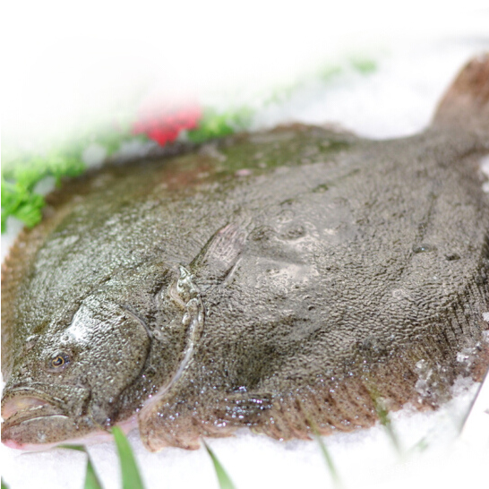 lism银屏鱼新鲜多宝鱼海鲜鲜活比目鱼冷冻偏口鱼八宝鱼菱鲆八条装11斤