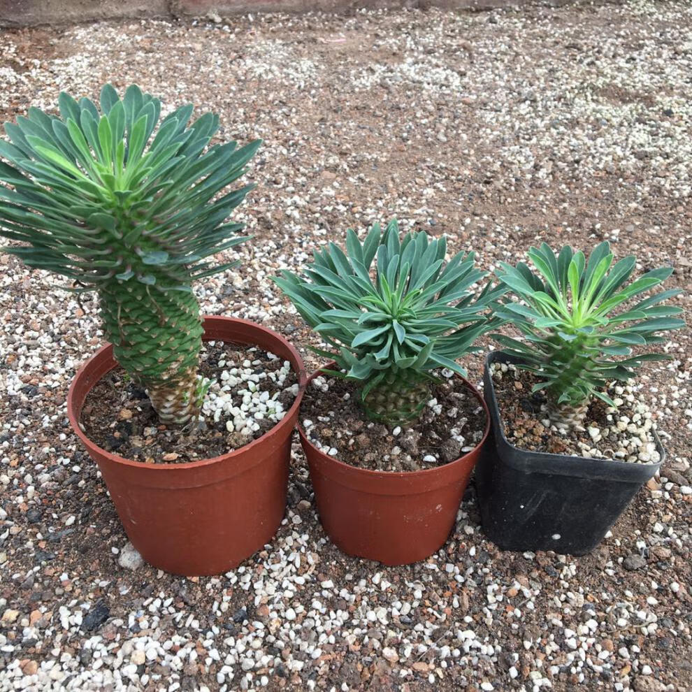 园艺进口稀有多肉铁甲麒麟白桦峨眉山非洲霸王树一物一拍块根好养