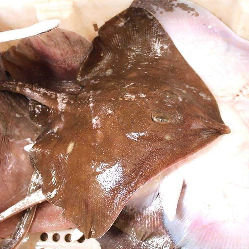 魔鬼鱼新鲜鲜活速冻老板鱼海鲜法拉尔特1条鱼8斤