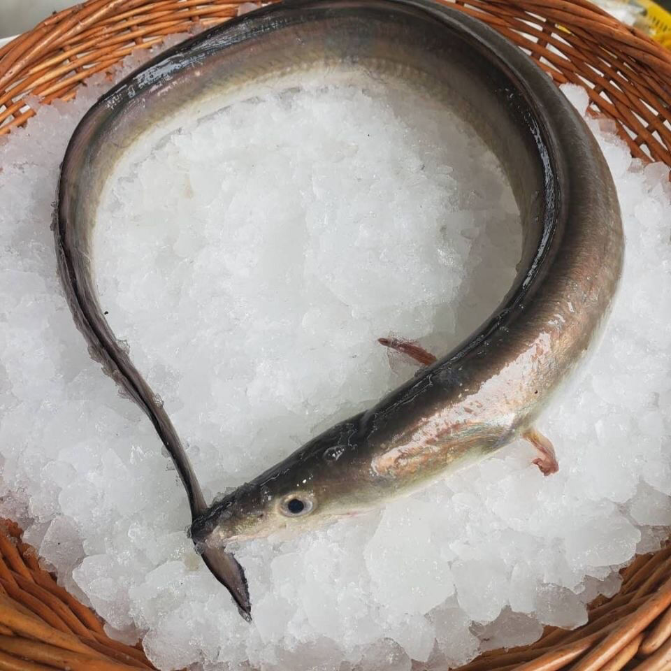 深海鳗鱼新鲜海鲜海鳗鱼新鲜鱼海鳝鱼1500g腾旺纳跃净重3斤新鲜海捕2