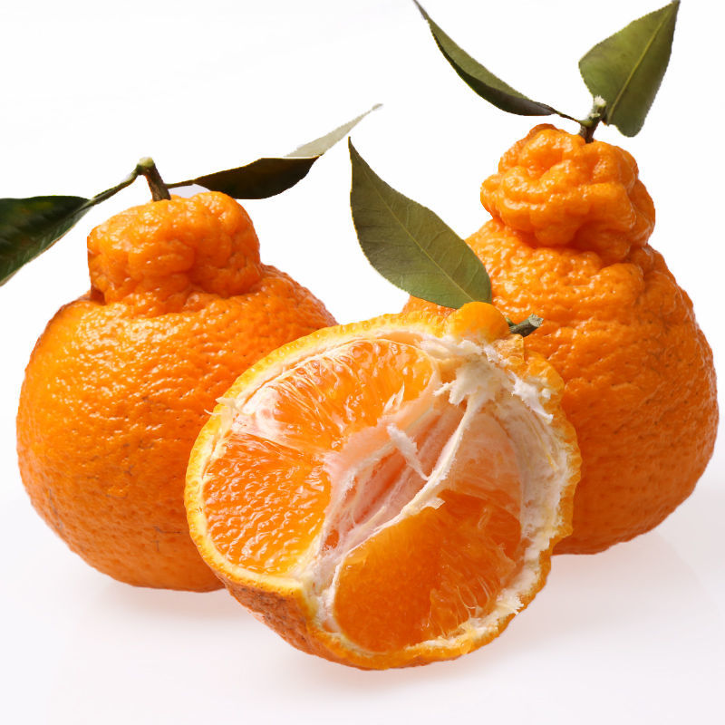 丑橘不知火丑八怪橘子 小果【带箱9-10斤】