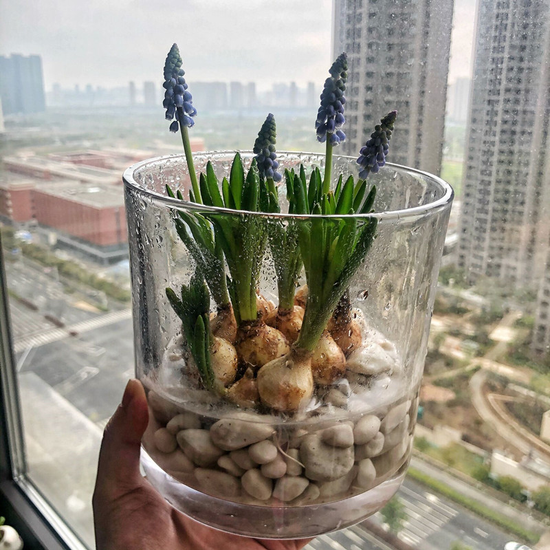 c6卡罗拉5球葡萄风信子 圆玻璃瓶水培套餐 其他【图片 价格 品牌 报价