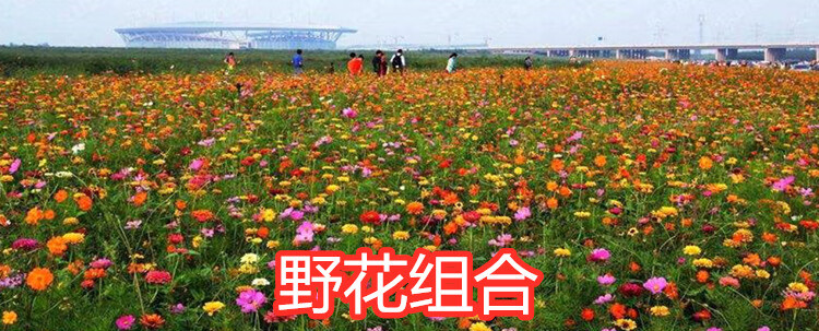 护坡草种子图片