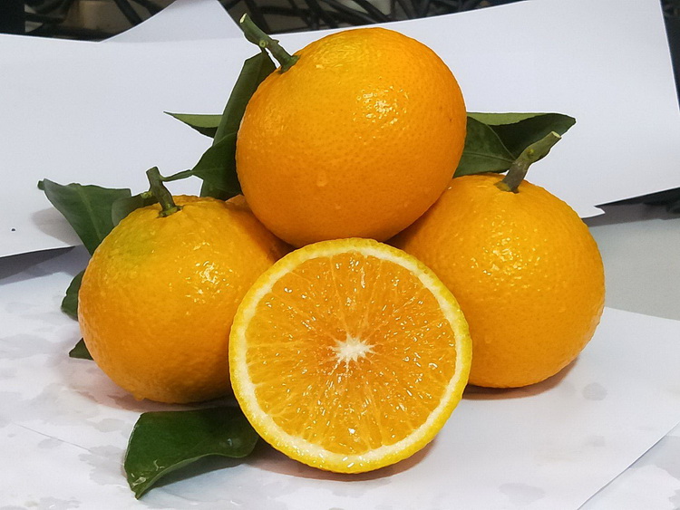 庆元甜桔柚甜橘柚新鲜水果5/10斤 橘子桔子柚子 高山甜桔柚新鲜水果甜