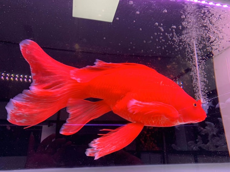 秋颖 观赏鱼球体红蝴蝶鲤活体贵妃熊猫龙鲤纯种冷水鱼龙凤锦鲤鱼苗