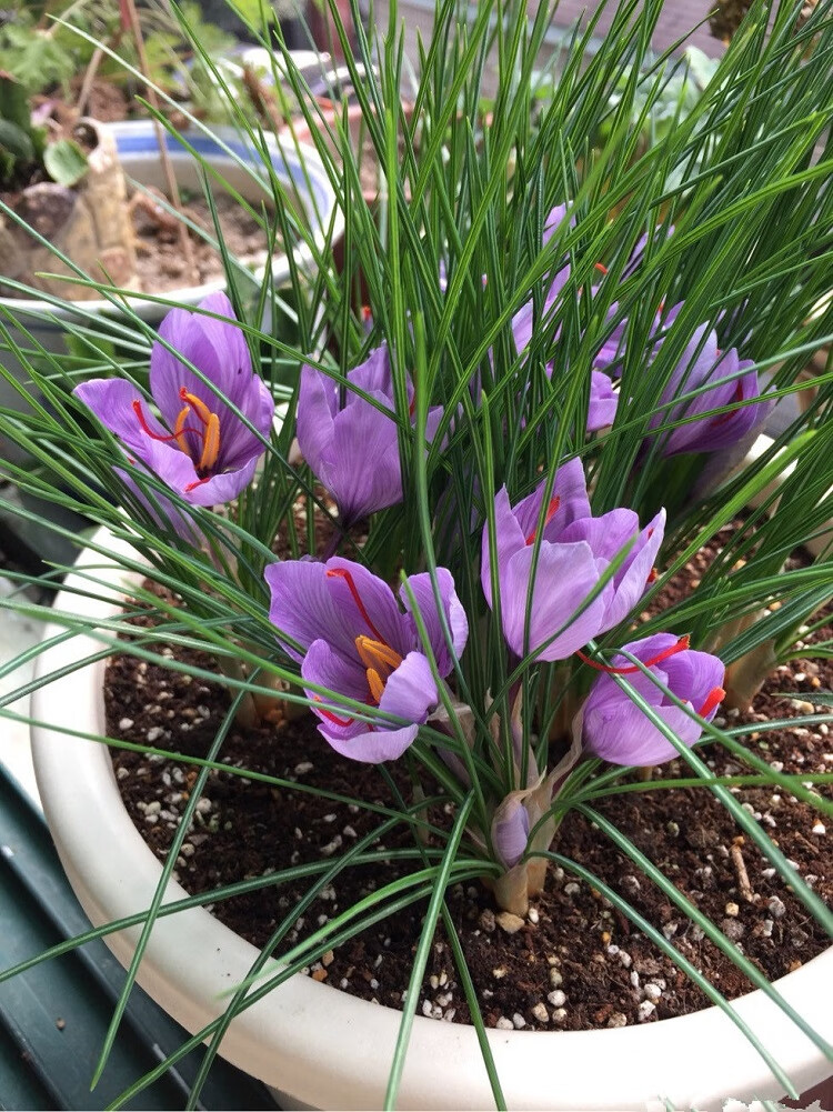 云仓藏红花盆栽藏红花大球西红花种球番红花花卉种子球根苗百合盆栽