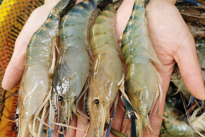 芳华鲜活罗氏沼虾 淡水大虾 河虾 对虾 龙虾 海鲜生鲜冷冻大虾基围虾