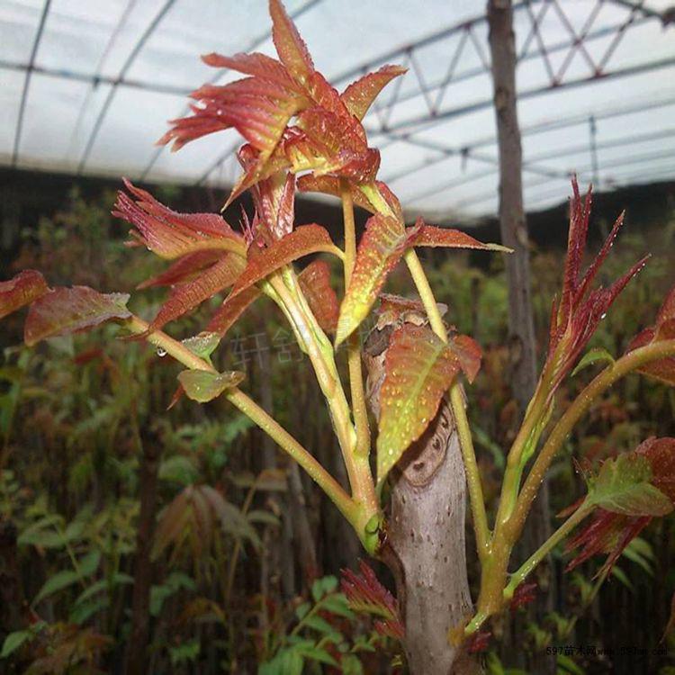 香椿树苗香椿树苖香椿苗红油椿树苗盆栽地栽食用芽菜苗南方北方种植四