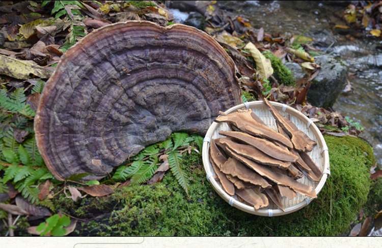 生无柄赤芝克天然无柄赤灵芝干品灵芝整支可切【图片 价格 品牌 报价