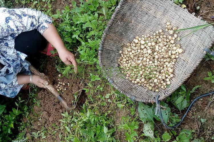 四川农家新鲜小苦藠野菜野葱头苦叫头団葱薤白多斤苦茭川渝特产 三斤