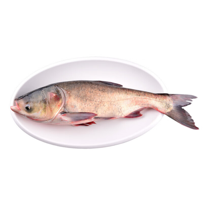 胖头鱼4斤一条胖头鱼鲜活冬捕鱼头