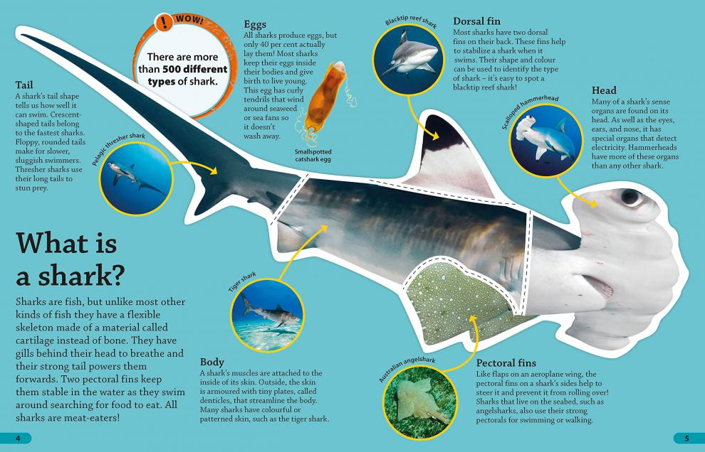 dk发现知识系列儿童启蒙知识绘本 鲨鱼 dk findout!