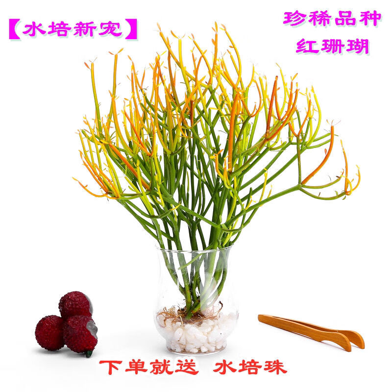 雨花蝶推荐水培多肉珊瑚植物室内绿植花卉客厅好养植物水养办公室珍贵