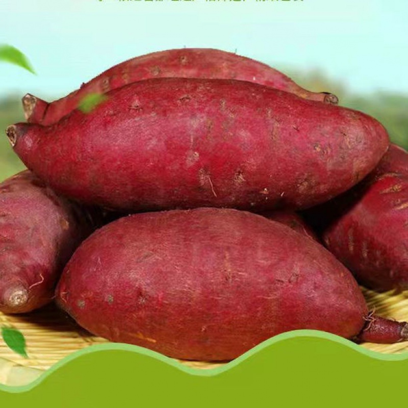 高端蜜薯红瑶玛莎莉黄金红薯软糯极甜超蜜薯香薯黄金蜜薯5斤残果农具