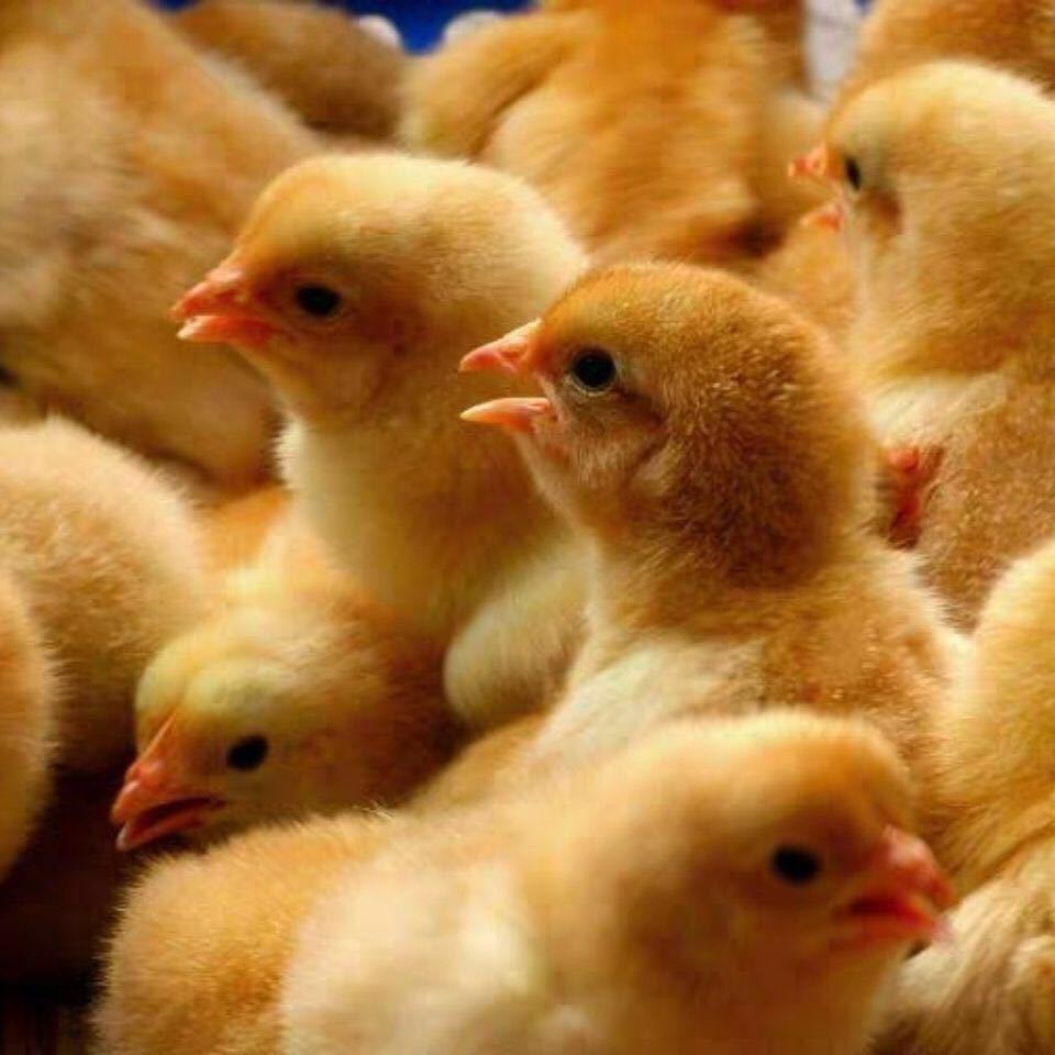 小鸡苗活体苗纯种鸡仔土公鸡苗三黄鸡五黑鸡青脚麻鸡芦花鸡苗活体土鸡