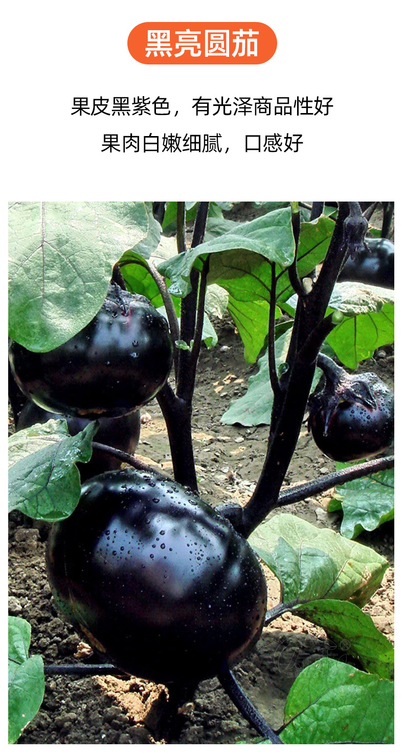 快圆茄种子茄子苗孑高产黑紫色菜特大圆蔬菜秧茄种籽秧苗品种茄苗