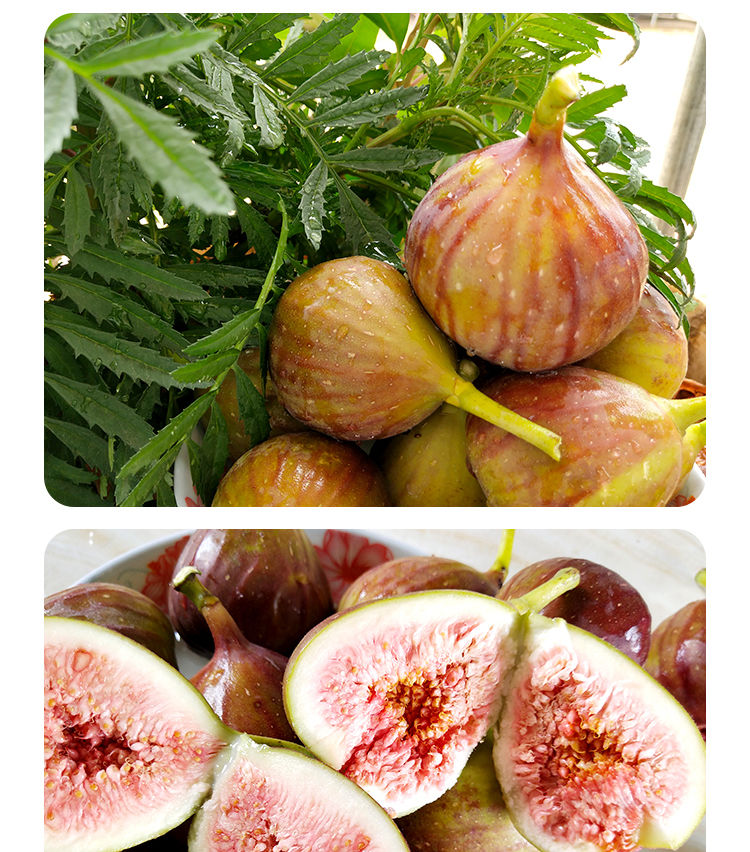 紫皮无花果新鲜有机水果孕妇小孩现摘应季鲜果 精选 精品果 2斤大果