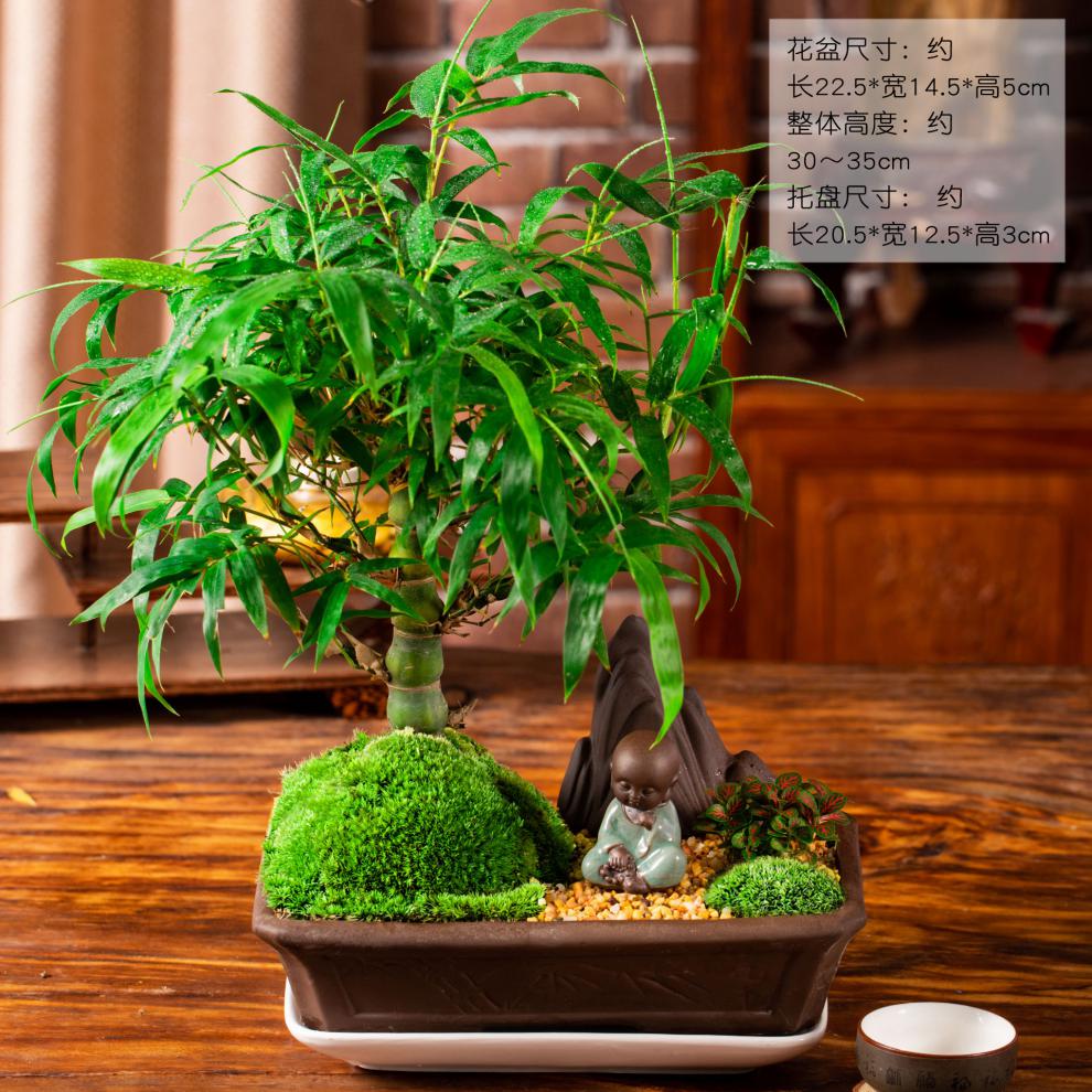 罗汉佛肚竹盆栽植物绿植小型矮化葫芦竹室内观赏竹子盆景隐佛肚竹带