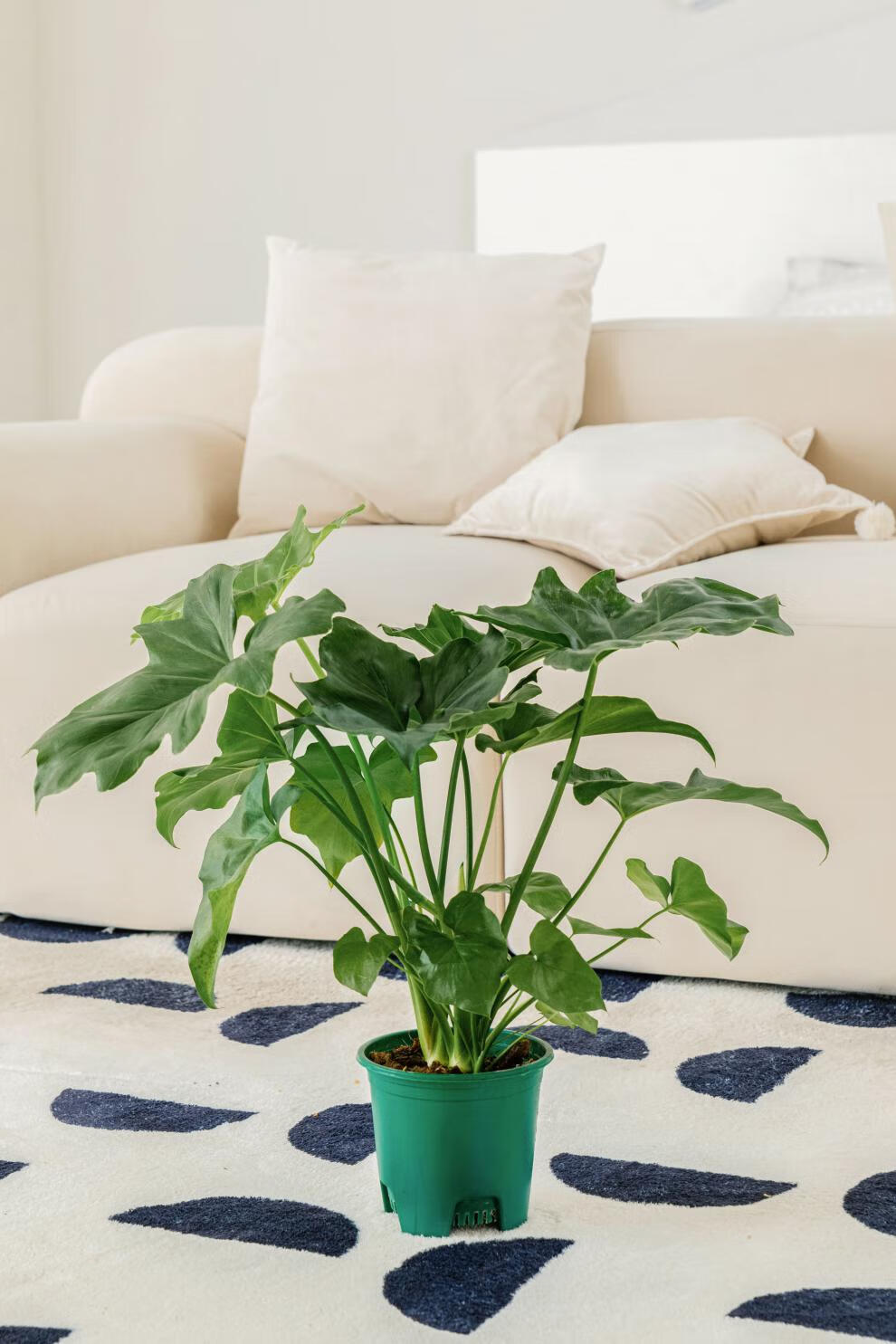 中梦春羽小天使水培盆栽室内桌面绿植花卉春雨 大春雨 淡雅粉广口玻璃