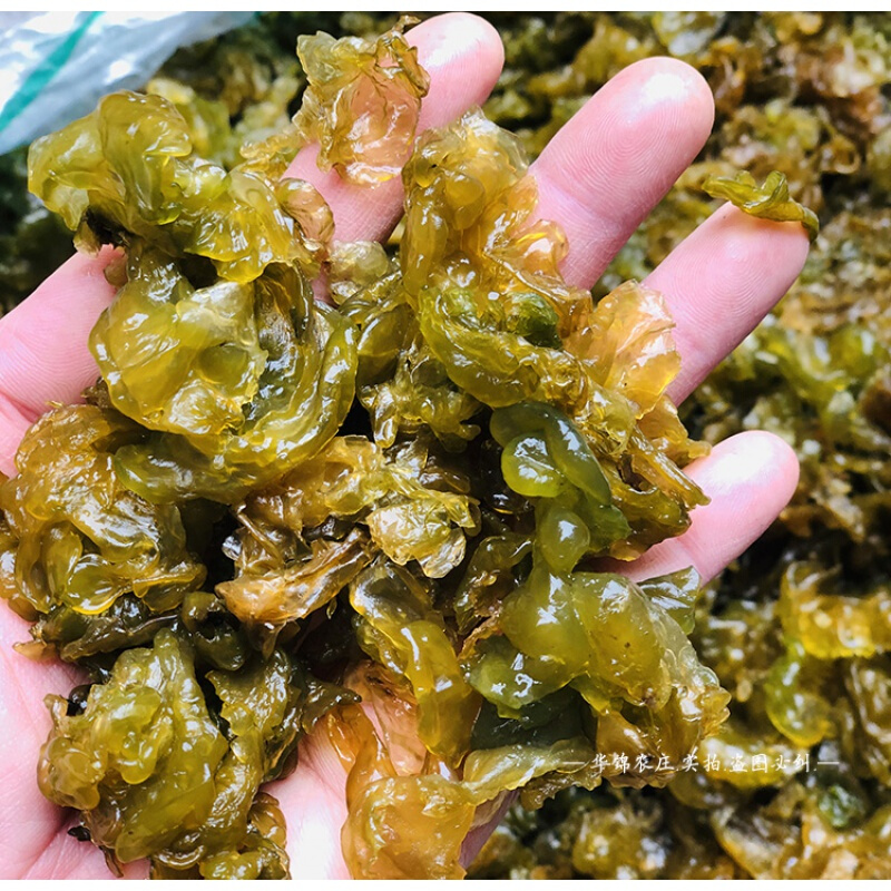 富润世地皮菜新鲜湿地衣非干货地软野菜地木耳雷公菌500g 菌500g