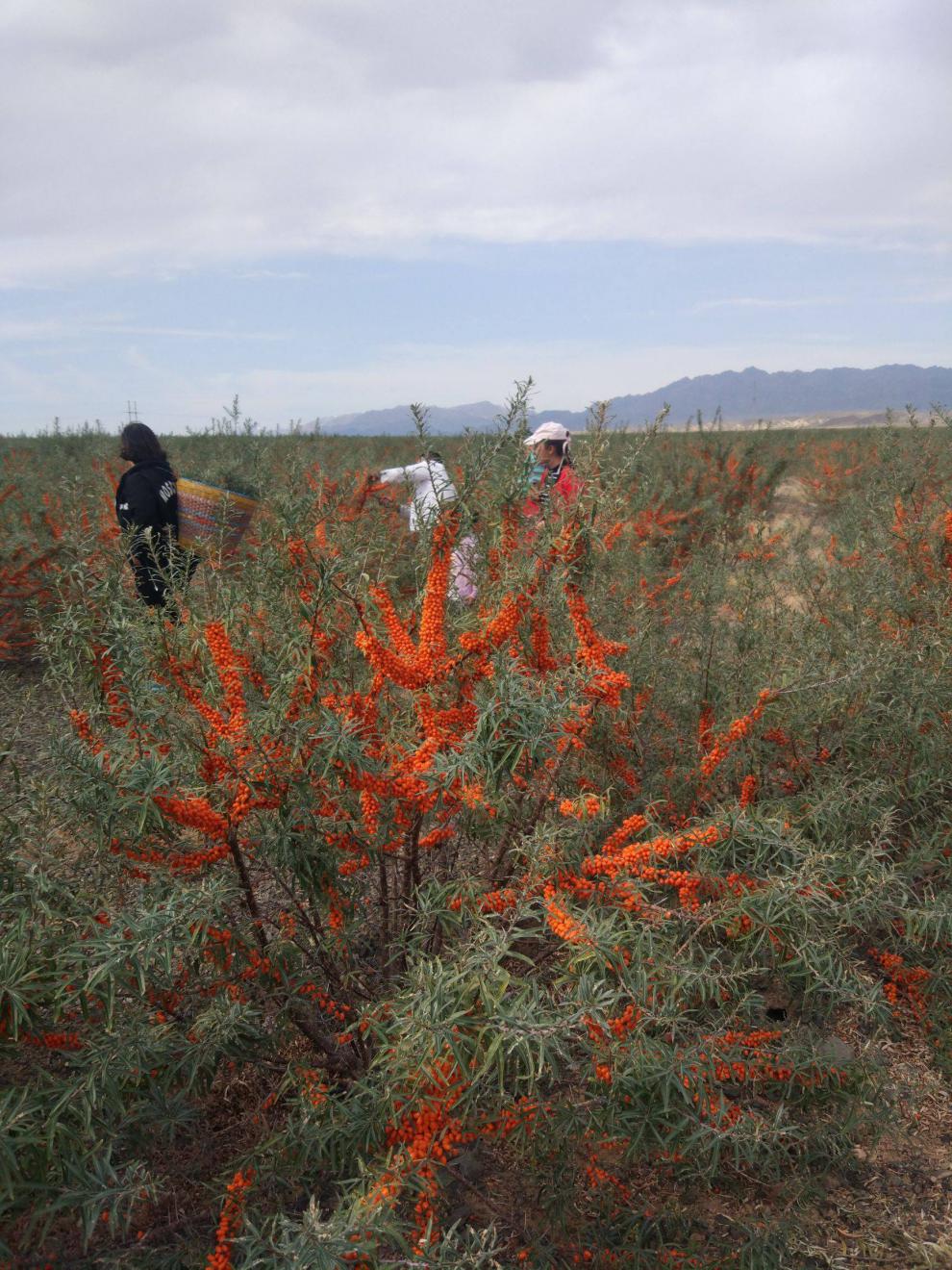 进口大果沙棘果树苗中华沙棘苗盆栽俄罗斯新品种带土当年结果 俄罗斯