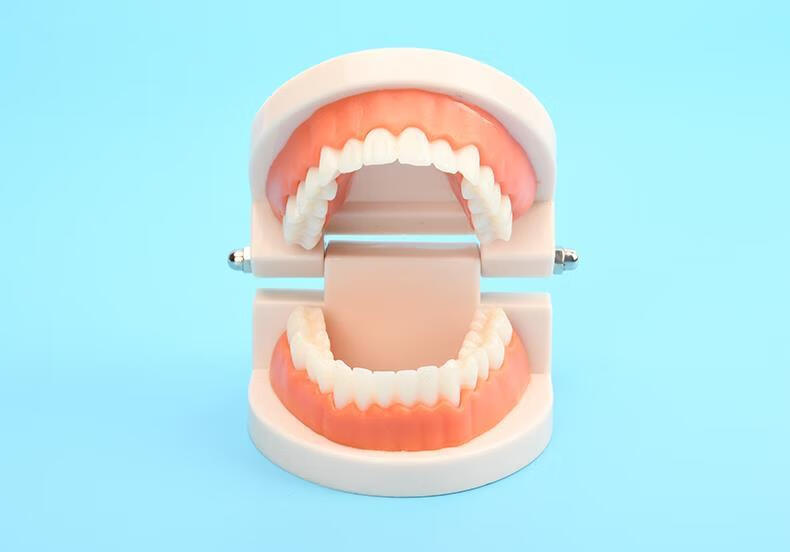 牙齿模型儿童练习刷牙口腔教具假牙模具蒙氏日常教学aa 2倍大牙齿模型