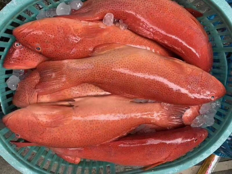 鱼中贵族常见东星斑尽显高端贵气海鲜高品质大中小规格2条共14斤16斤