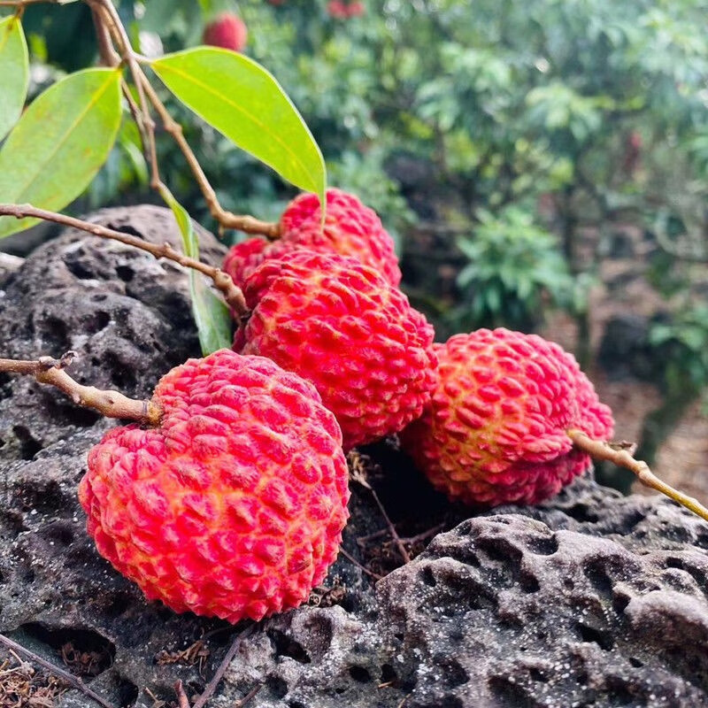 海口火山荔枝海南荔枝王5斤荔枝新鲜水果 5斤