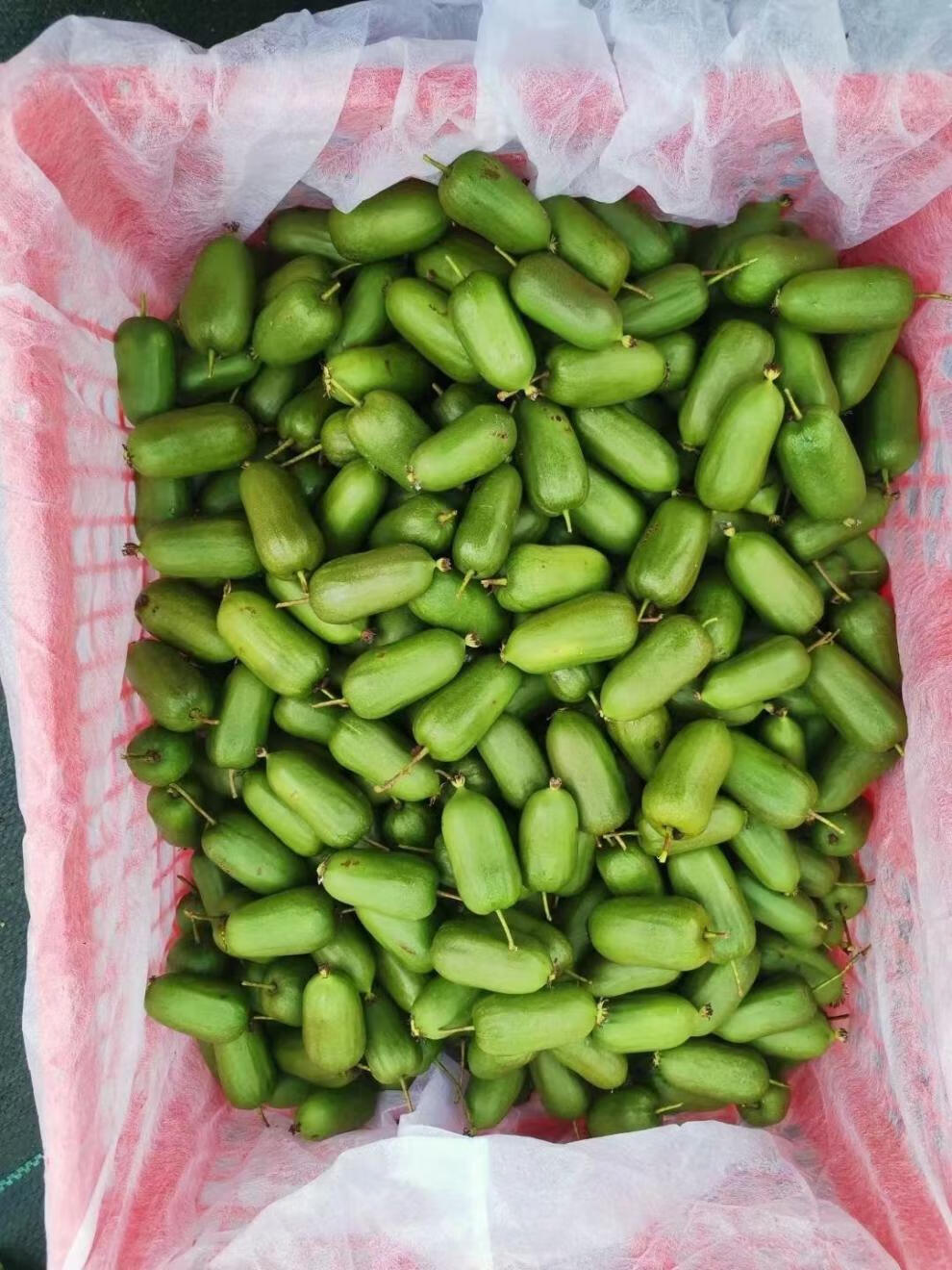 【顺丰】东北软枣猕猴桃丹东圆枣子奇异莓新鲜水果软枣子鲜果 2斤软枣