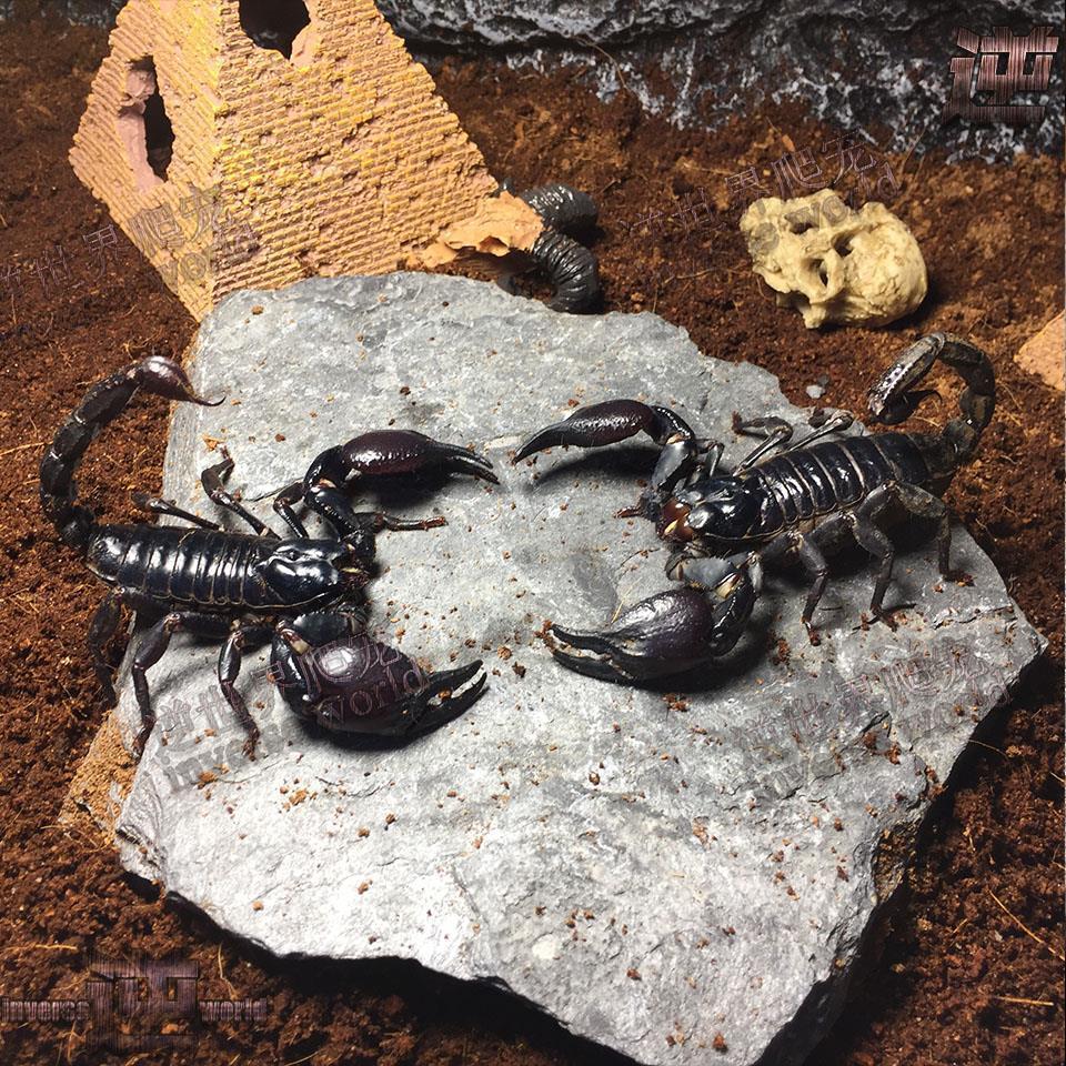 亚洲雨林蝎大号宠物观赏蝎子活体大黑蝎子温顺可上手爬虫活体 无活体