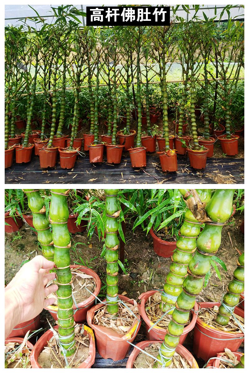 月畅佛肚竹盆栽罗汉竹葫芦竹阳台室内绿植观赏竹竹子植物办公室 高杆