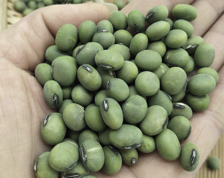 新大青豆5斤 农家生大青豆青皮青芯大青豆双青豆做豆腐豆浆泡菜豆