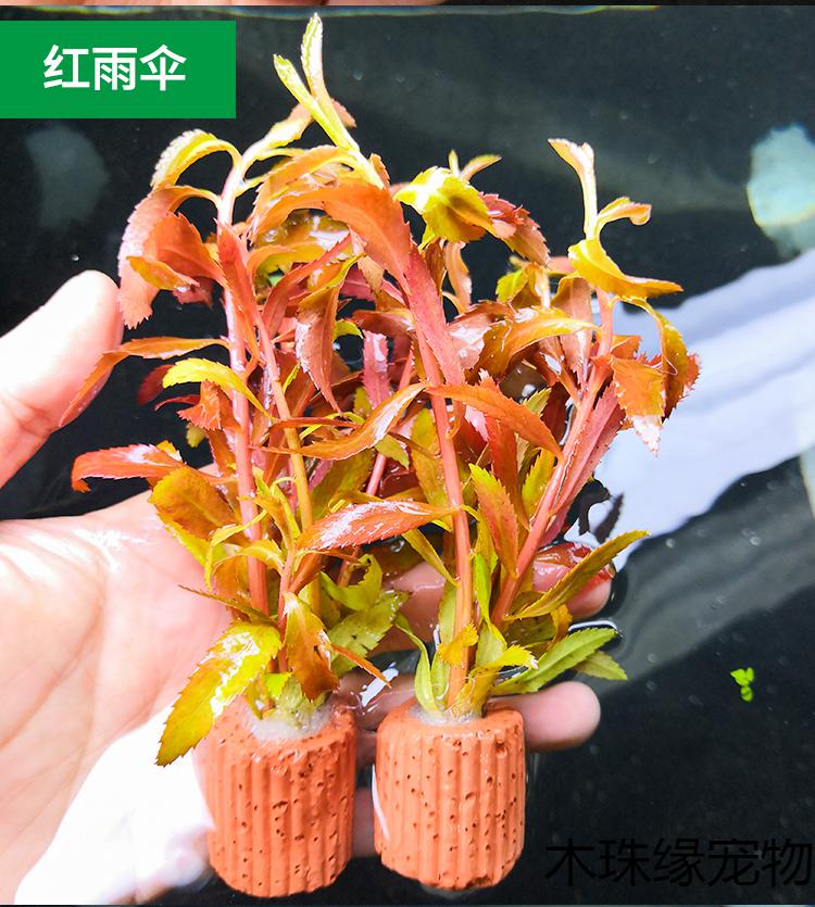 定植水草造景懒人新手入门级净化水质的水草活体米白色绿波定植株3个