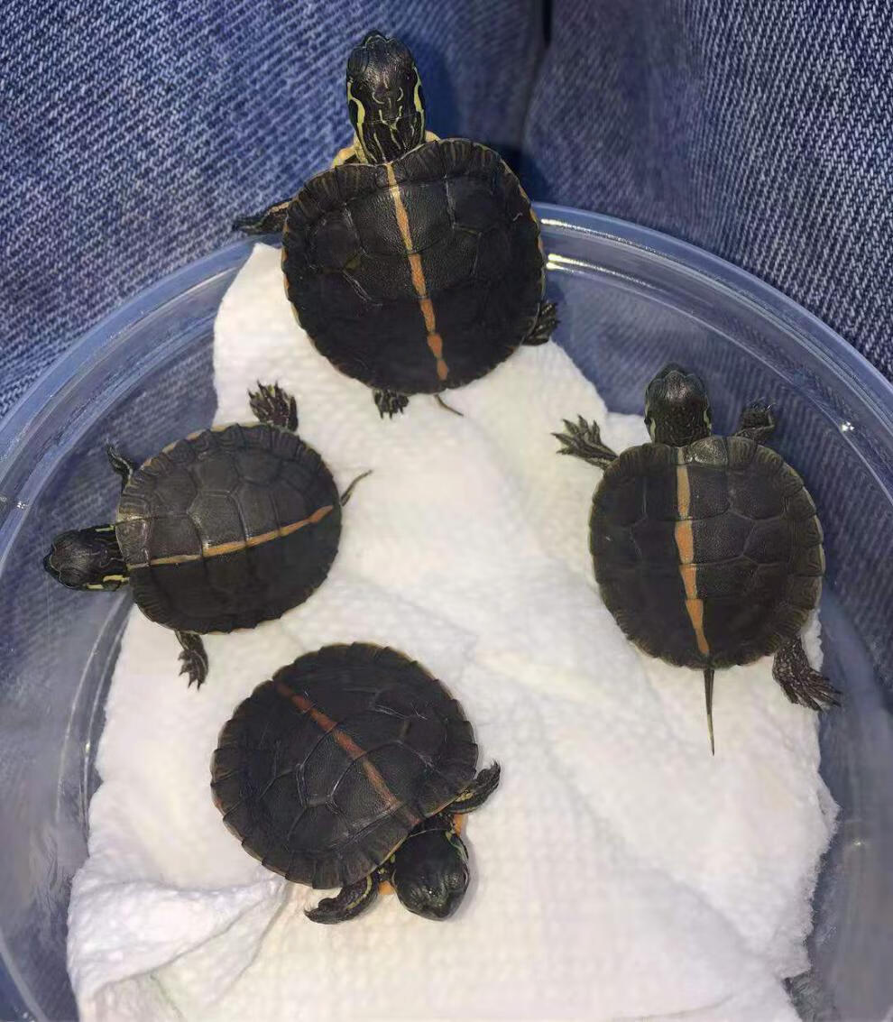 泽西的龟南部锦龟苗活体锦龟乌龟宠物西锦东锦观赏南锦龟火焰深水采缇