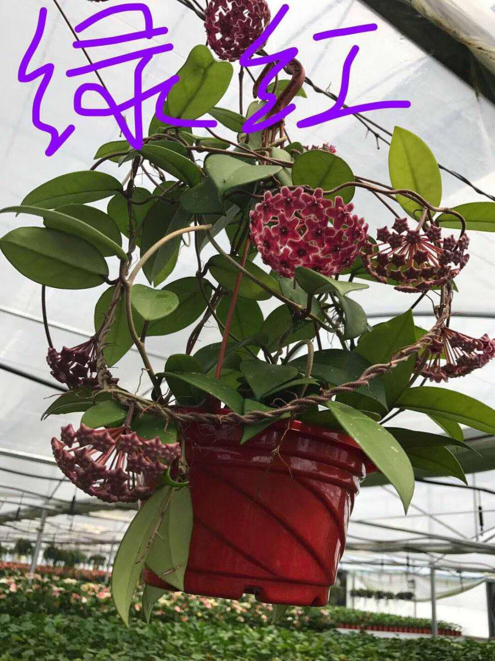 球兰黑巴顿绿红银斑粉外锦卷叶大苗耐旱耐高温爬藤垂吊花卉易过冬