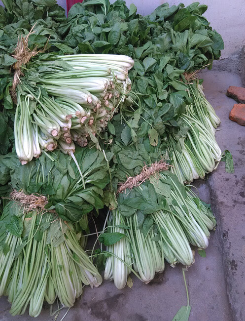 箭杆白青菜种子 长梗高杆白菜种子 鲜食腌渍酸菜 口感佳 15g原装