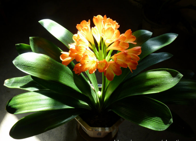 彩叶微短叶君子兰带花苞老苗大宽叶品种室内鲜花盆栽四季家用 精灵7