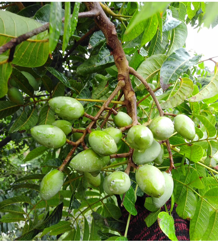 正宗潮汕檀香二号甜橄榄生吃酥脆甜种青橄榄新鲜水果一斤【图片 价格