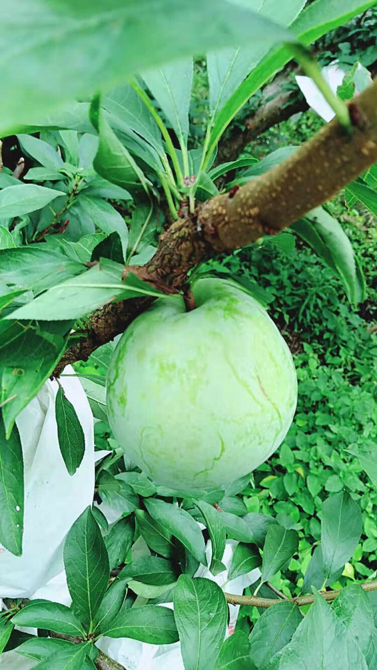 正宗青奈李翡翠李湖南汝城文明大果奈李应季水果脆甜现摘发恐龙蛋 5斤