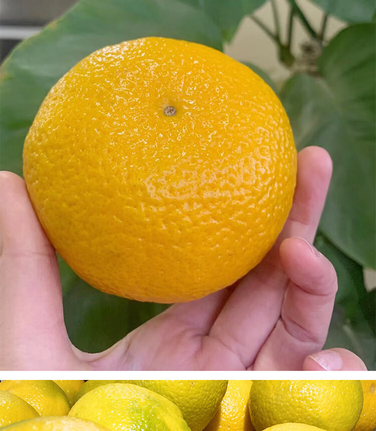 顺丰直达江西赣南会昌桔柚10斤装新鲜应季孕妇水果胜庆元建阳甜橘柚