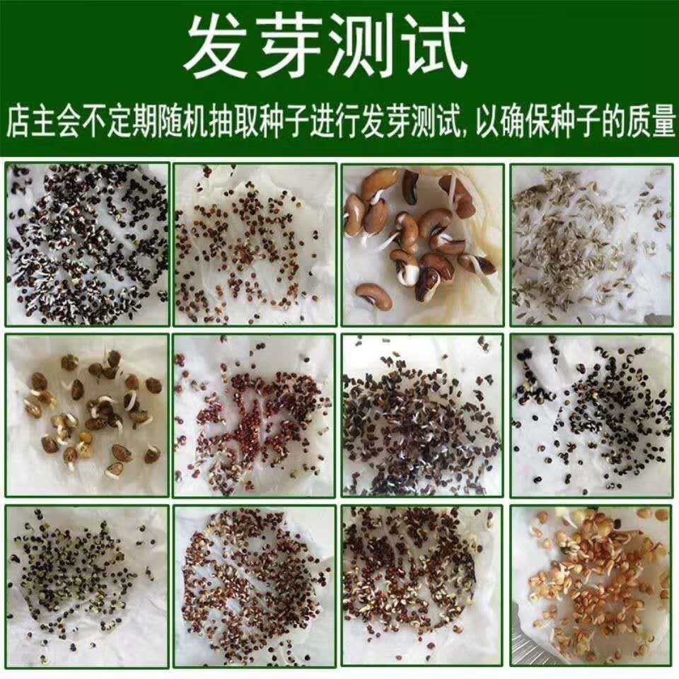 四川大叶牛皮菜种籽白梗厚皮菜种子根达菜种孑秋冬蔬菜四季青菜籽春不