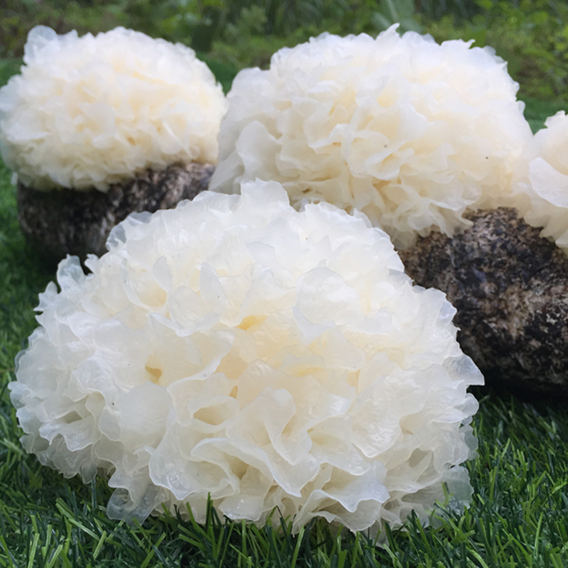 古田新鲜银耳6朵盒装 特级活耳糯耳白木耳 非干货银耳莲子羹食材 精选