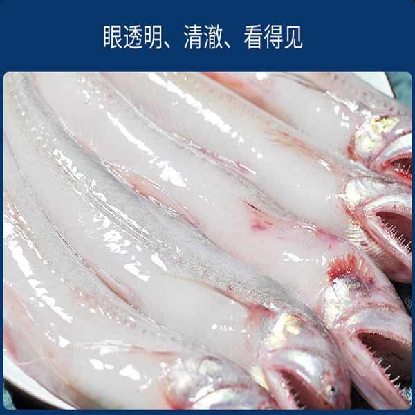 净鱼无冰新鲜龙头鱼豆腐鱼海鲜水潺鱼生鲜龙头鲓丝丁鱼九肚鱼7斤送礼