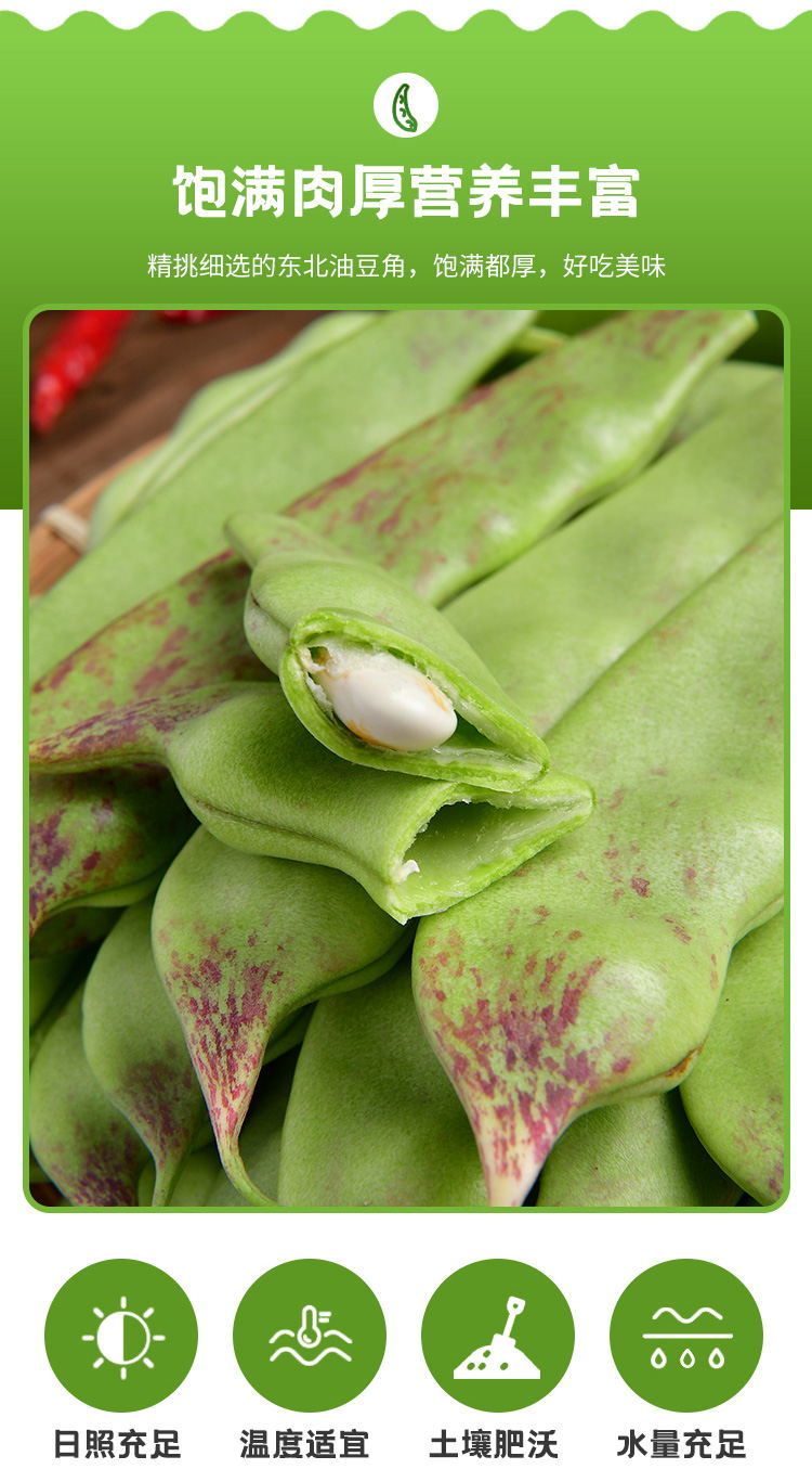 东北油豆角一点红油豆角黄金钩油豆角开锅烂新鲜蔬菜产地直发红金钩3