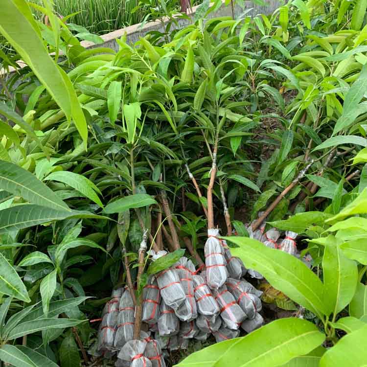 战长沙芒果树苗金煌桂七贵妃芒果苗水嫁接特大盆栽阳台南方种植 金煌