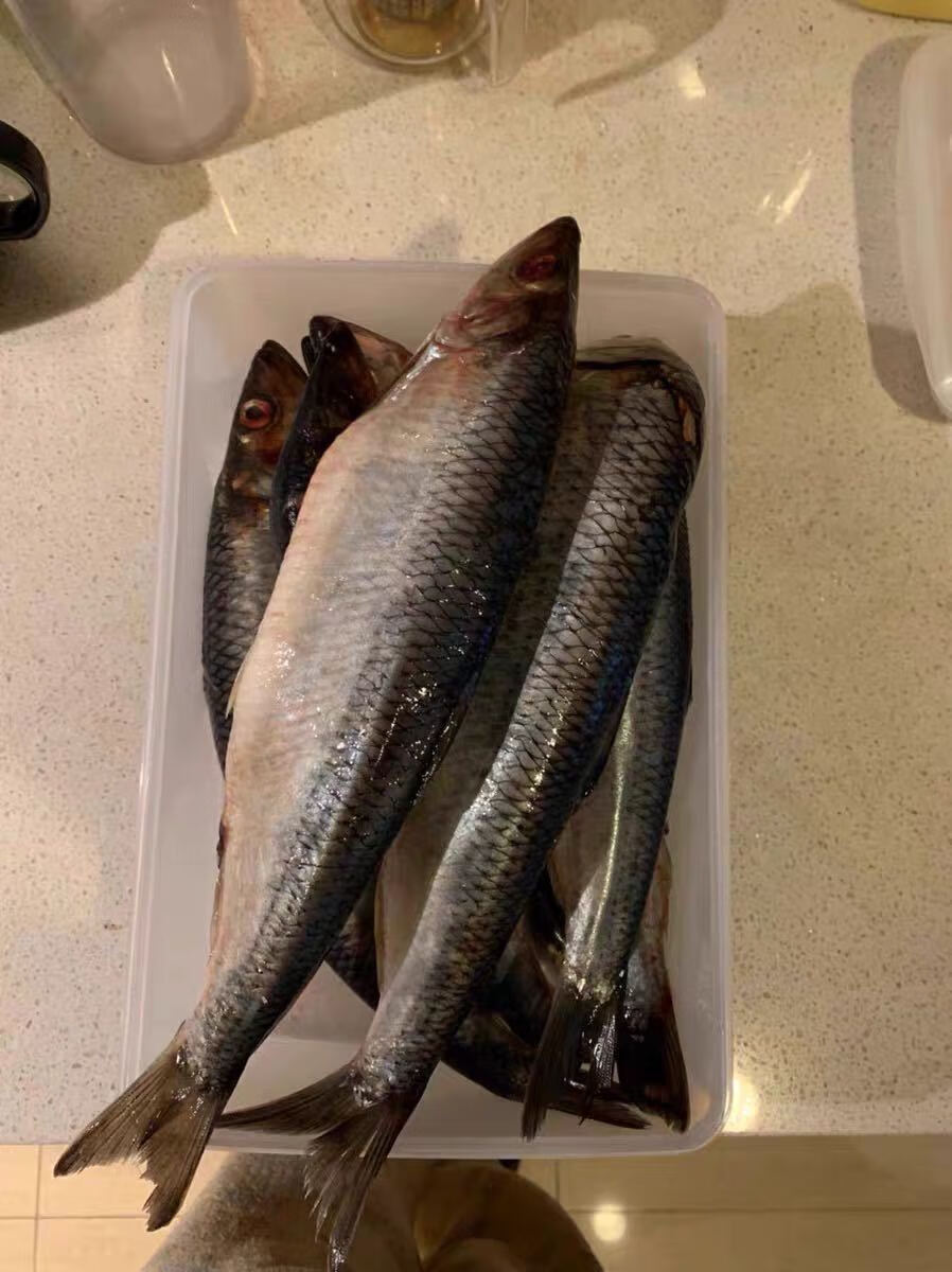 海青鱼/条新鲜青鱼青占鱼青条鱼 海鲜水产 8斤装