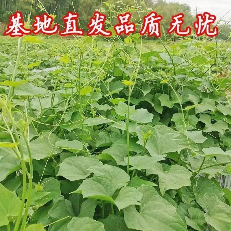 轻恋洋瓜尖农家食用瓜尖蔬菜龙须菜佛手瓜苗绿色蔬菜3斤净重